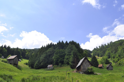 Waldlandschaft im Schwarzwald